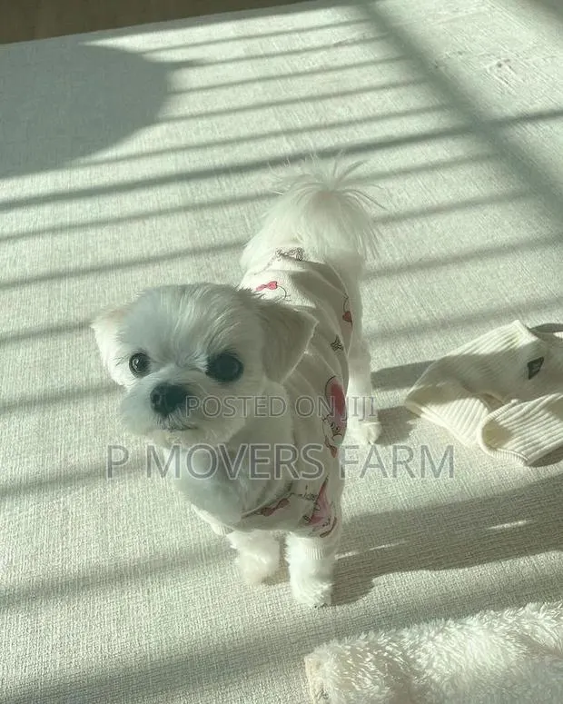 1-3 months Male Purebred Maltese · Photo 1