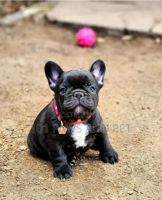 1-3 months Male Purebred French Bulldog · Photo 1
