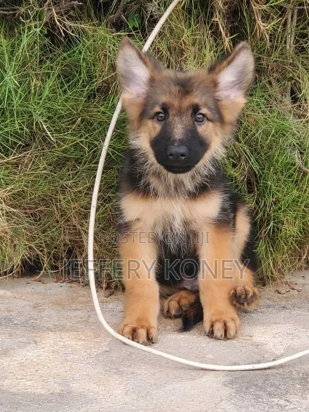 1-3 months Male Purebred German Shepherd · Photo 1