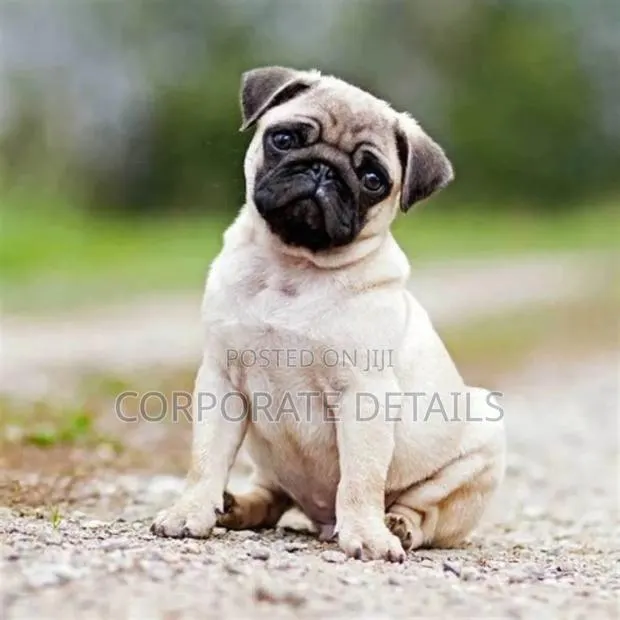 1-3 months Female Purebred Pug · Photo 1