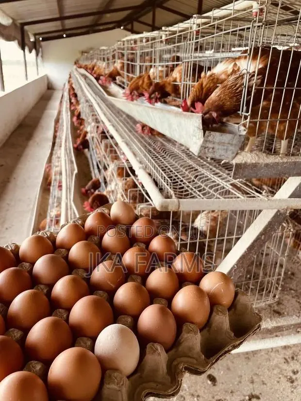 Fresh Crates of Eggs for Sale · Photo 1