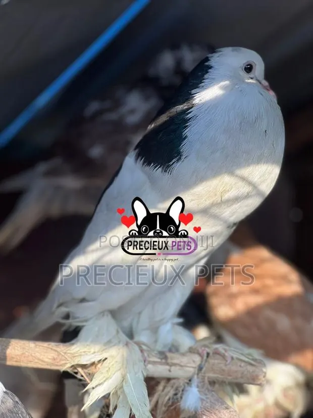 1 Adult Male Pomeranian Pouter · Photo 1