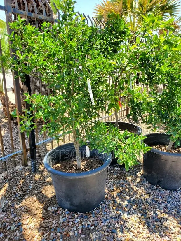 Exotic Clementines Seedlings · Photo 1