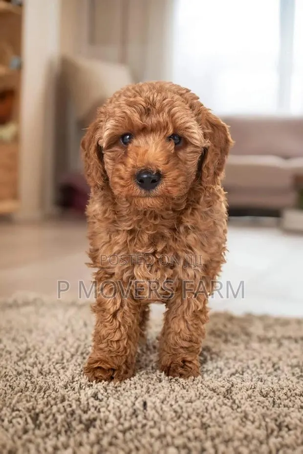 1-3 months Male Purebred Poodle · Photo 1
