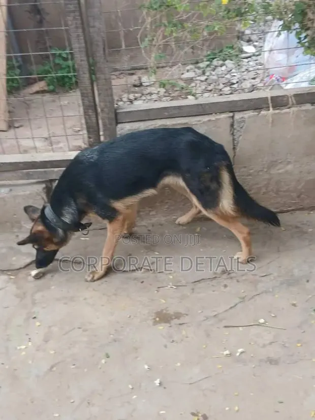 6-12 months Female Purebred German Shepherd · Photo 1