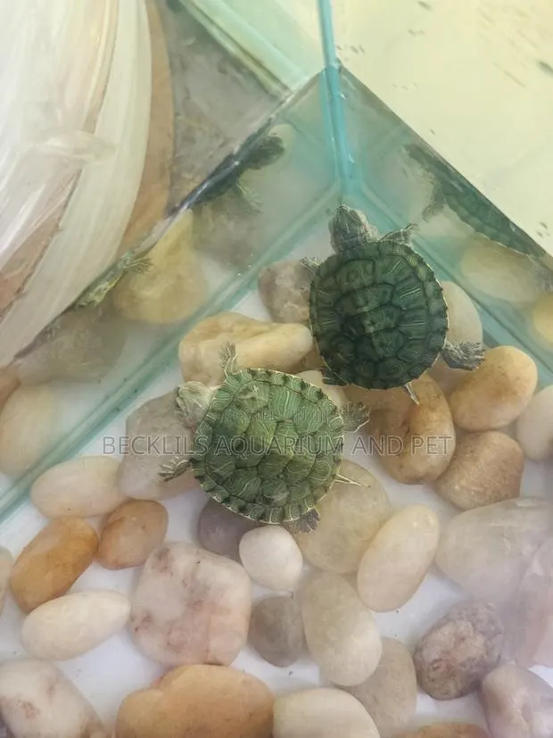 Aquarium Turtles · Photo 1
