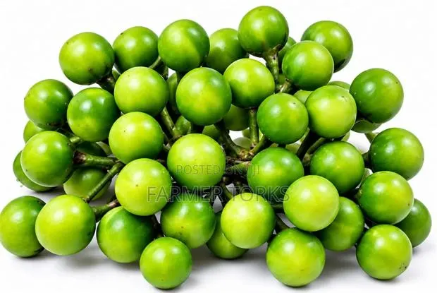 Turkey Berry · Photo 1
