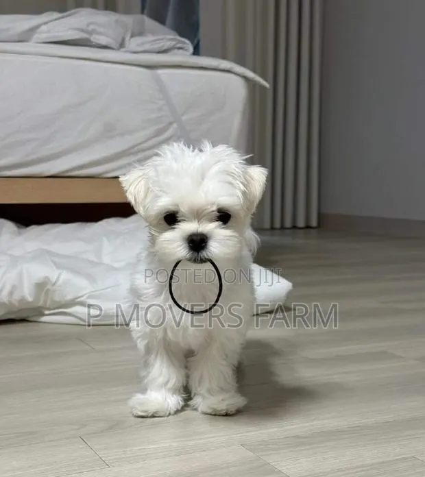 1-3 months Male Purebred Maltese · Photo 1