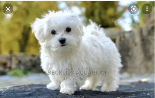 1-3 months Male Purebred Maltese · Photo 1