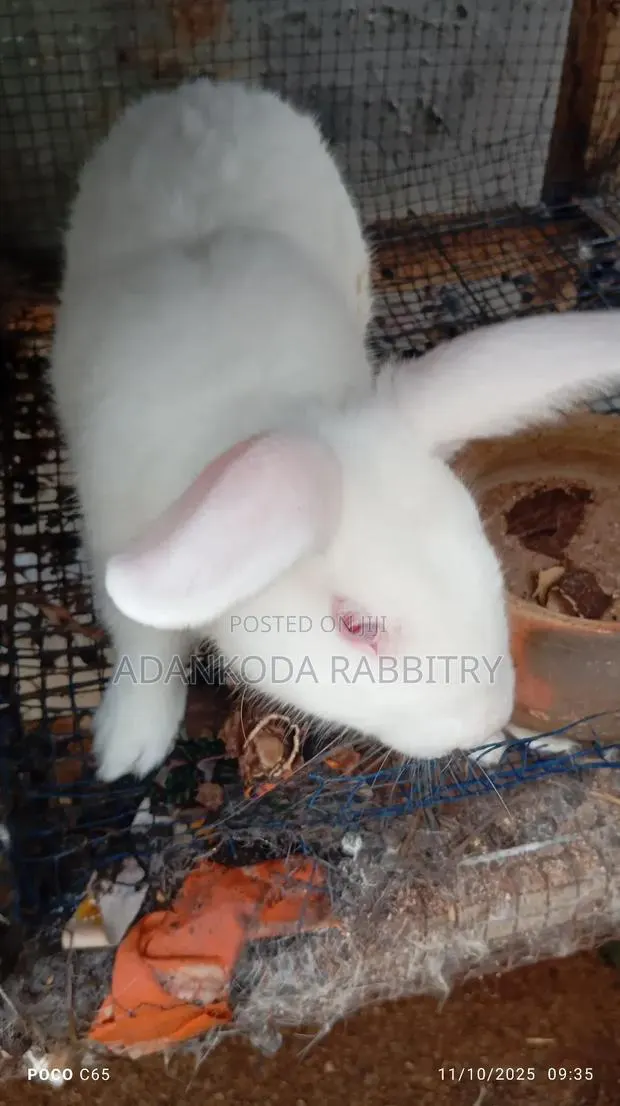 Healthy and Strong Rabbits for Sales · Photo 1