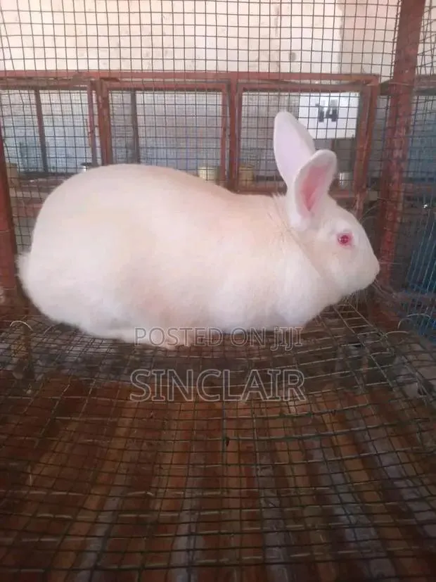 Matured Female New Zealand Rabbits · Photo 1