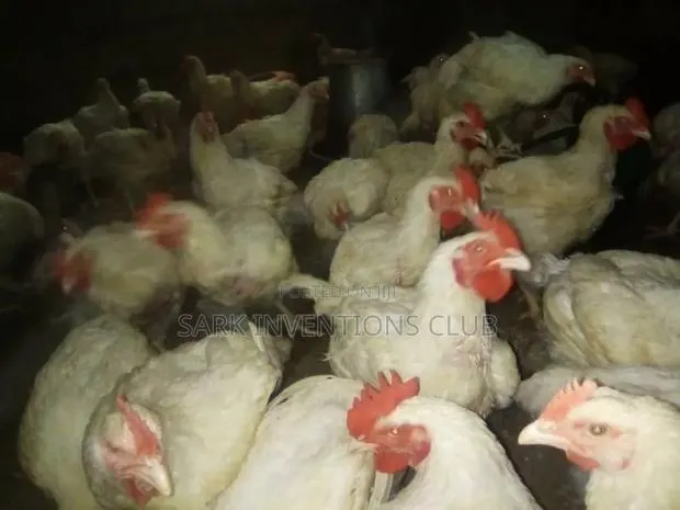 Broiler Chicken · Photo 1