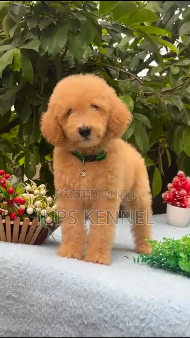 1-3 months Female Purebred Poodle · Photo 1