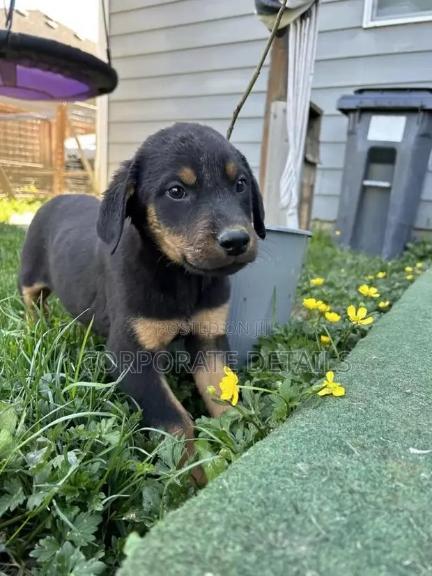 1-3 months Male Purebred Doberman Pinscher · Photo 1