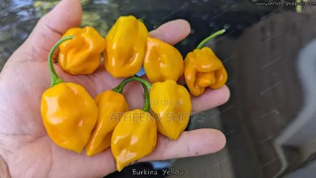 Hot Yellow Habanero Pepper Seeds · Photo 2
