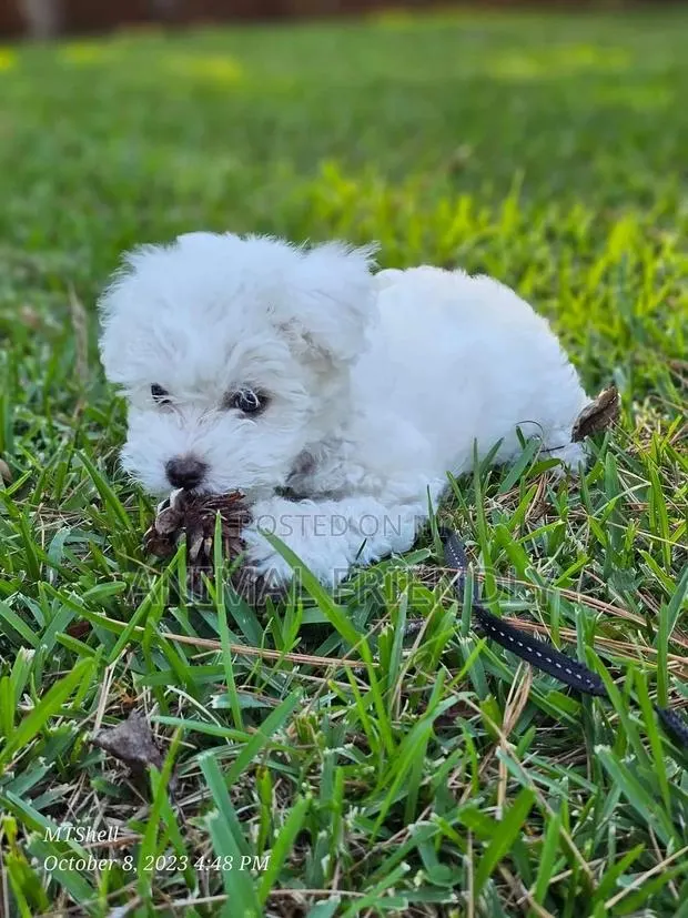 1-3 months Male Purebred Poodle · Photo 1