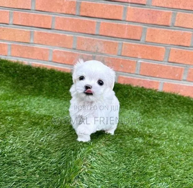 1-3 months Female Purebred Poodle · Photo 1