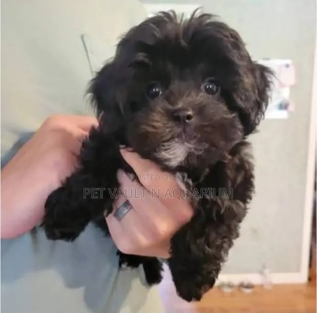 1-3 months Female Purebred Maltipoo · Photo 1