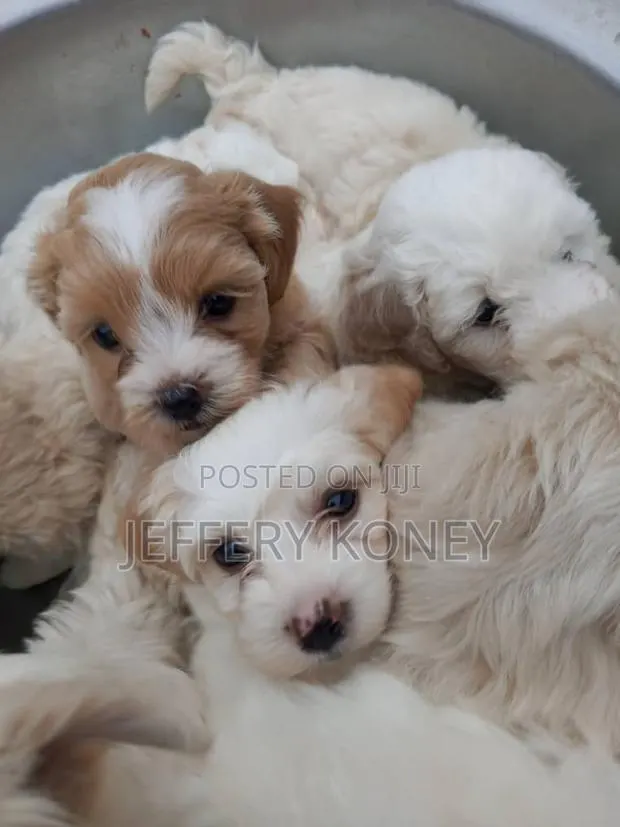 1-3 months Female Purebred Poodle · Photo 1