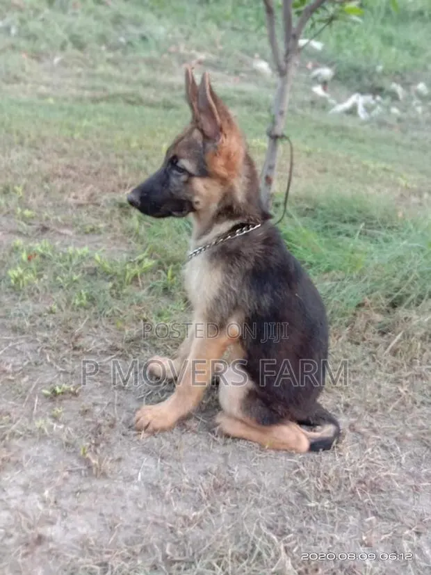 1-3 months Male Purebred German Shepherd · Photo 1