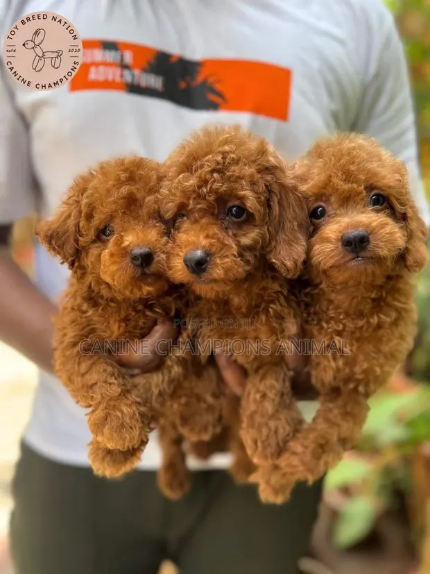 1-3 months Female Purebred Poodle · Photo 1