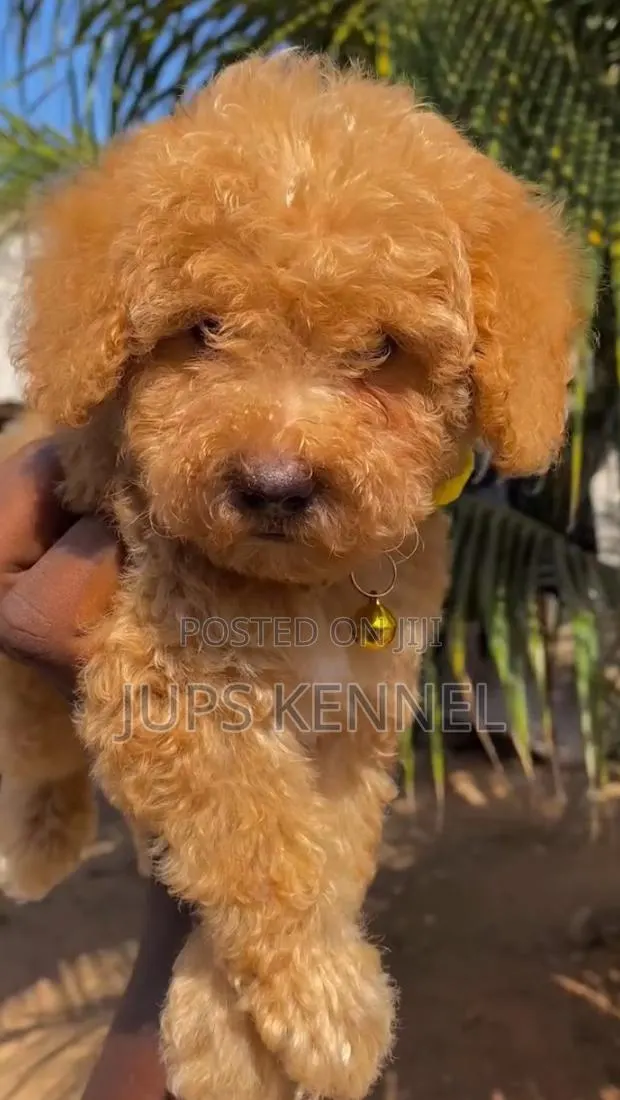 1-3 months Female Purebred Poodle · Photo 1