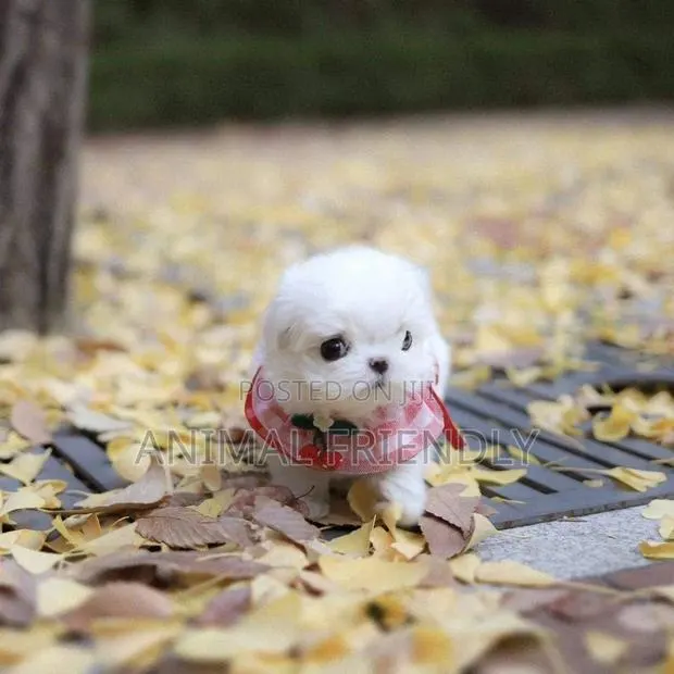 1-3 months Female Purebred Poodle · Photo 1