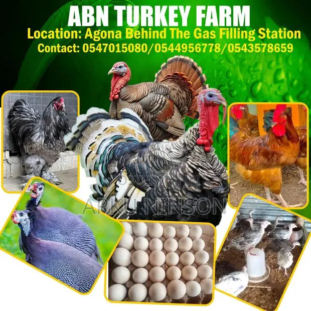 4 Weeks Hybrid Turkey Poults for Sale · Photo 1