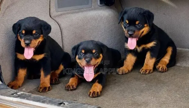 1-3 months Male Purebred Rottweiler · Photo 1