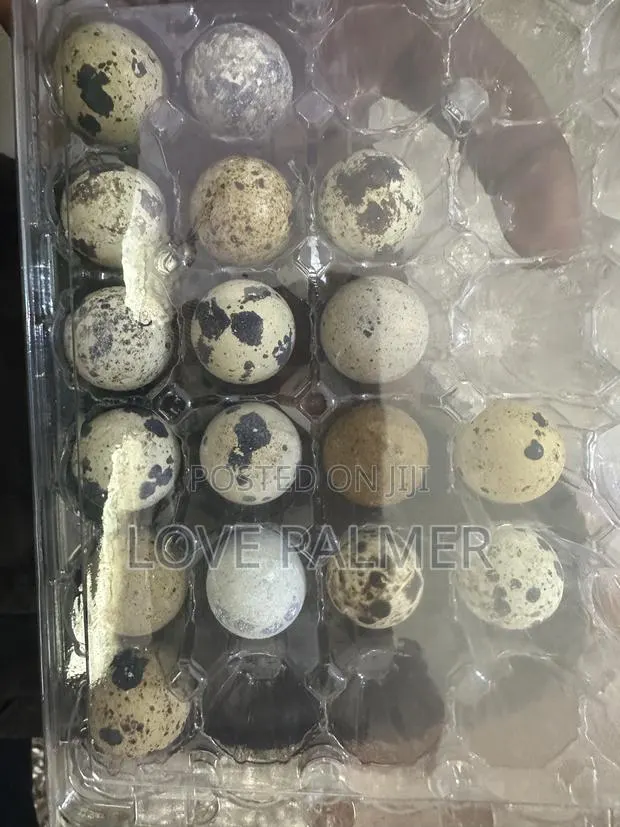 Fresh Spring Creek Quail Eggs for Sale! · Photo 1