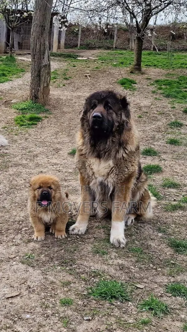 1-3 months Male Purebred Caucasian Shepherd · Photo 1