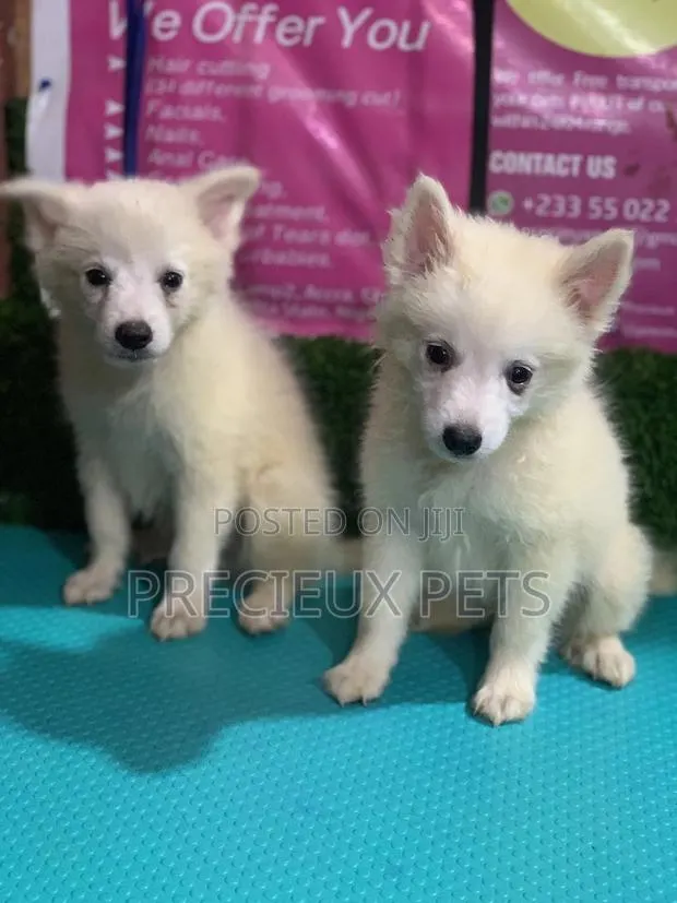 1-3 months Female Purebred Japanese Spitz · Photo 1