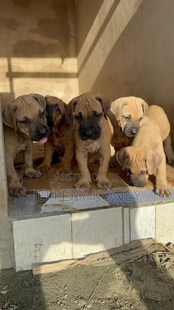 1-3 months Female Purebred Boerboel · Photo 1