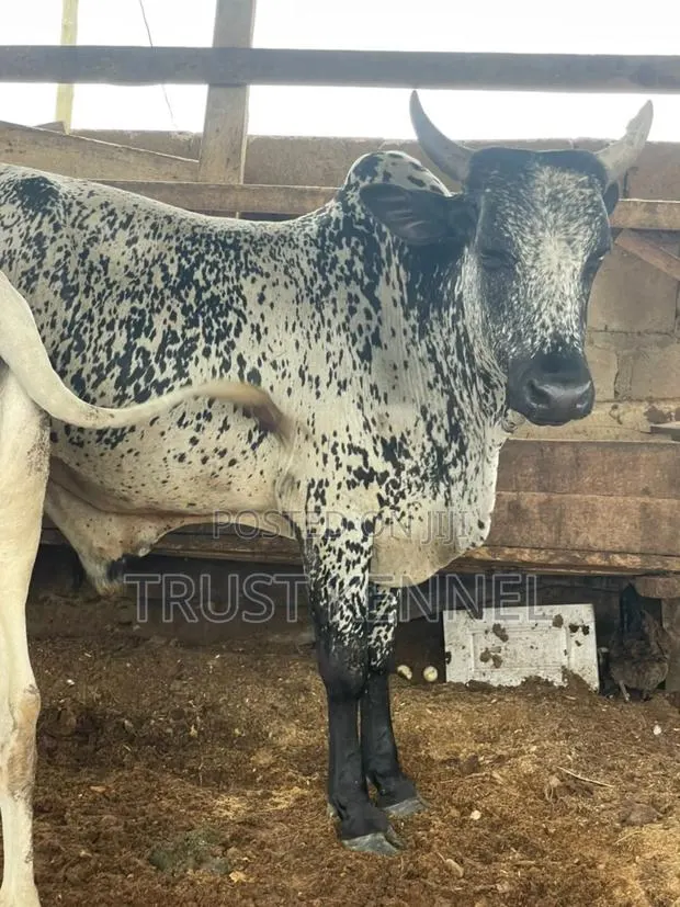 Healthy Cows · Photo 1