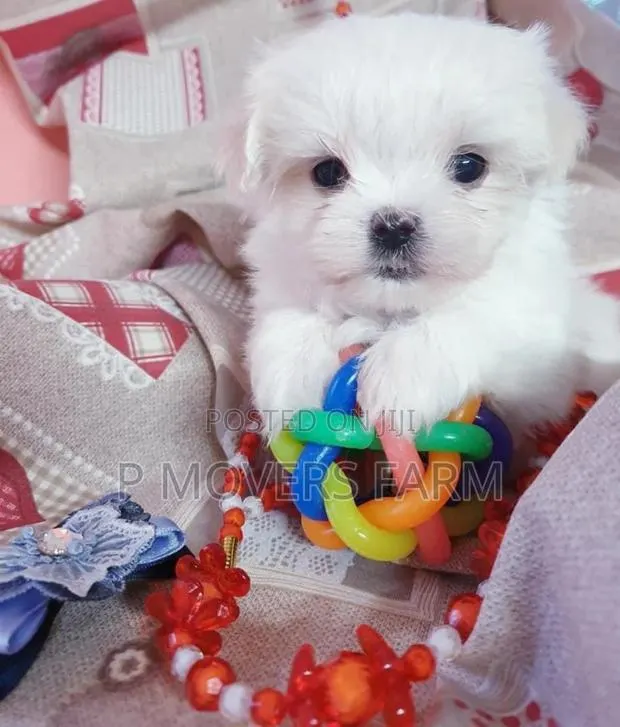 1-3 months Female Purebred Maltese · Photo 1