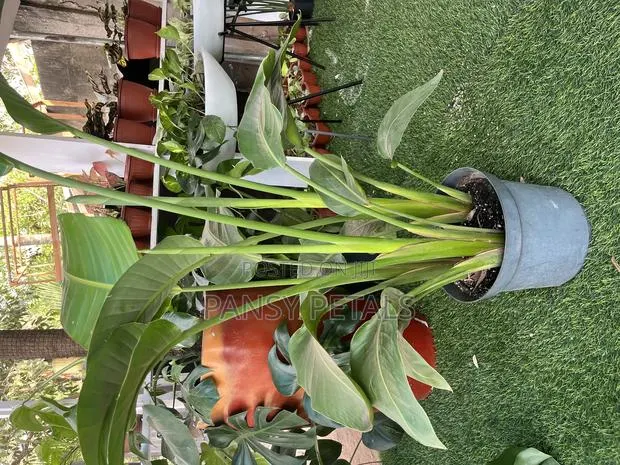 Bird of Paradise for Sale · Photo 1