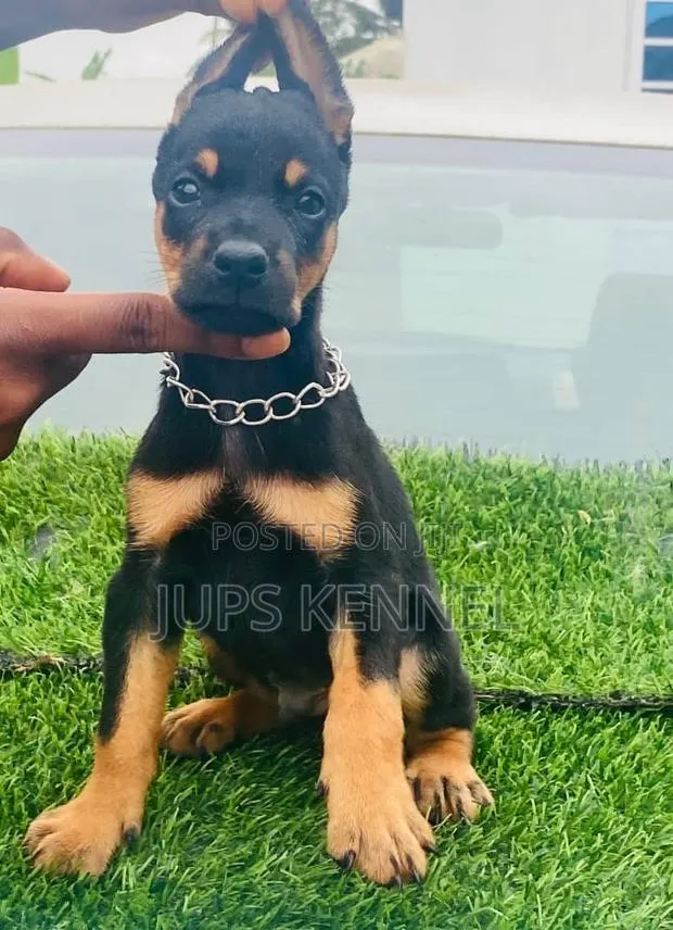 1-3 months Male Purebred Doberman Pinscher · Photo 1