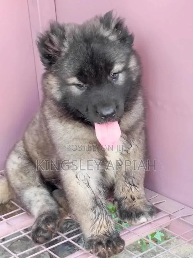 1-3 months Male Purebred Caucasian Shepherd · Photo 1