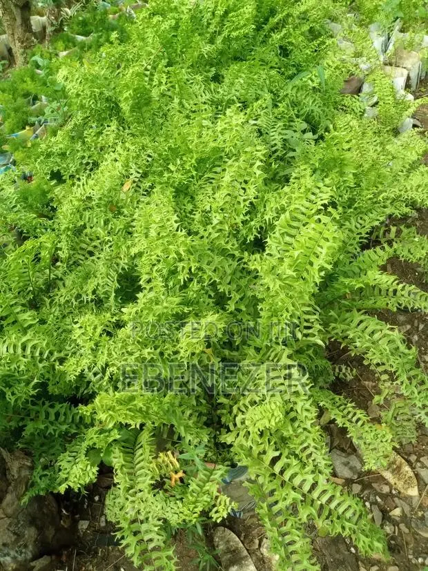 Ferns Flowers · Photo 1