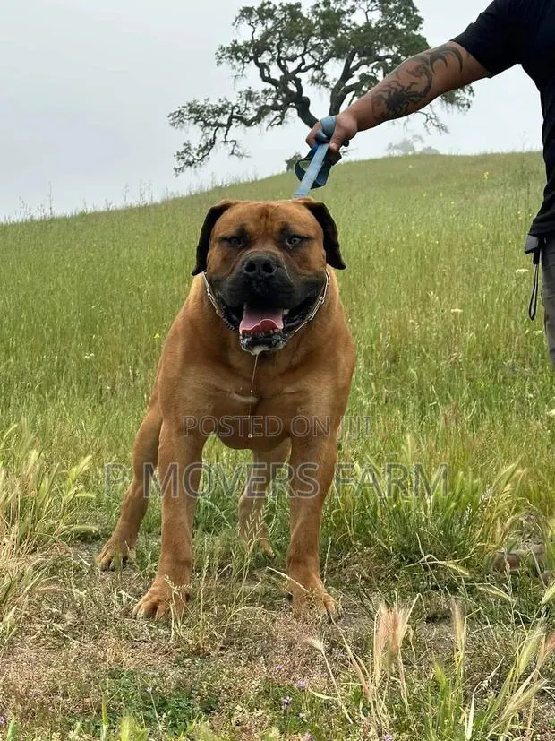 1-3 months Male Purebred Boerboel · Photo 1