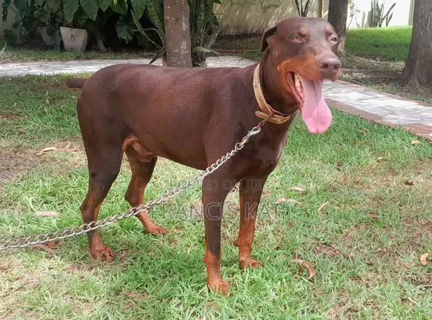 1+ year Male Purebred Doberman Pinscher · Photo 1
