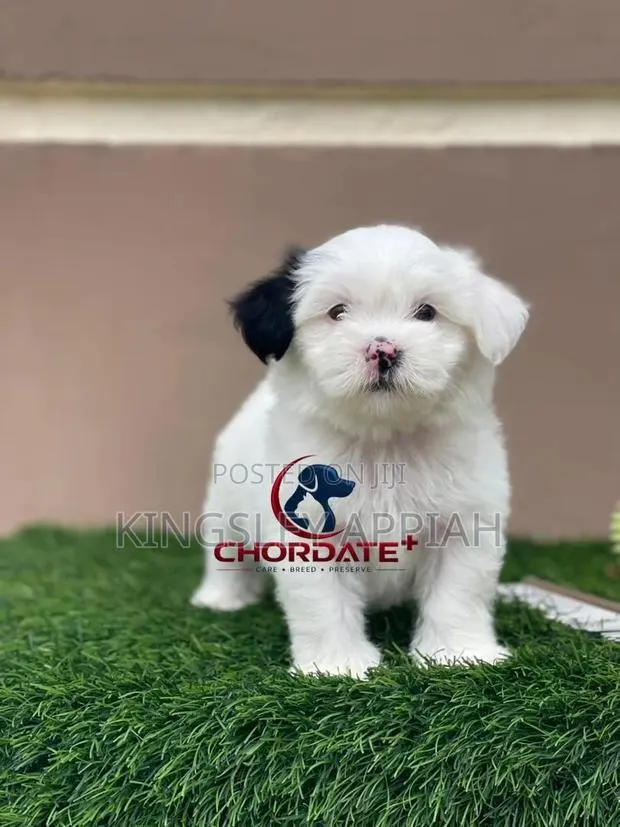 1-3 months Female Purebred Poodle · Photo 1