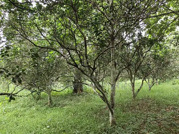 10 Acres Cocoa Orange Farm for Sale at Ejisu Kubease ( Ejisu Accra) · Photo 1