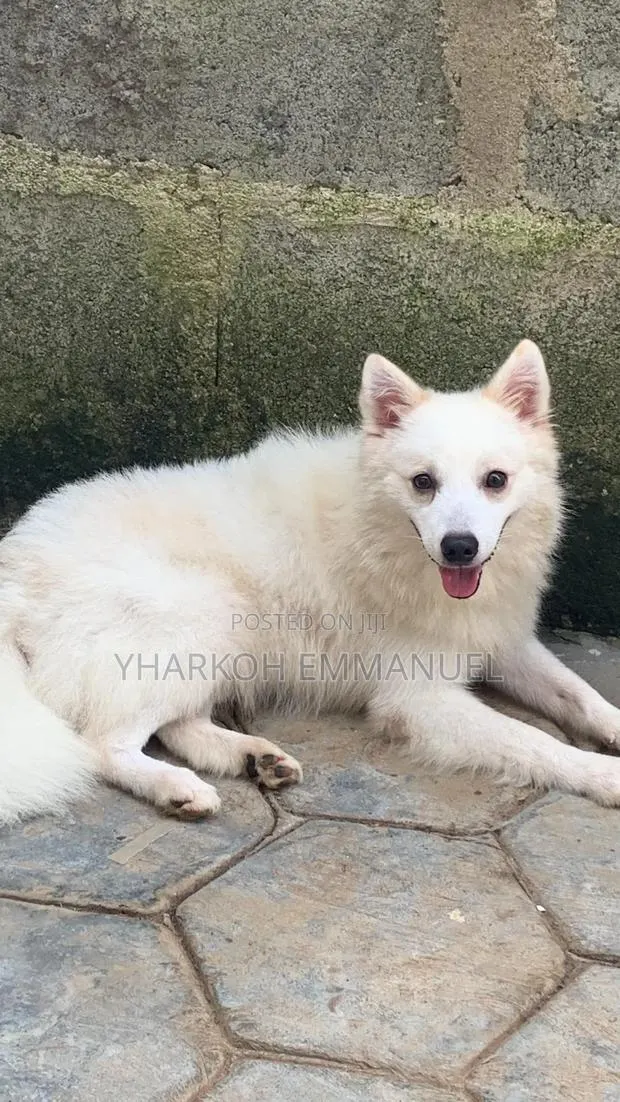 3-6 months Male Purebred American Eskimo · Photo 1