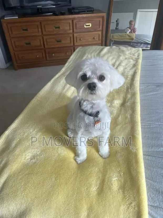 1-3 months Male Purebred Poodle · Photo 1