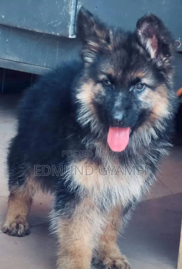 1-3 months Male Purebred German Shepherd · Photo 1