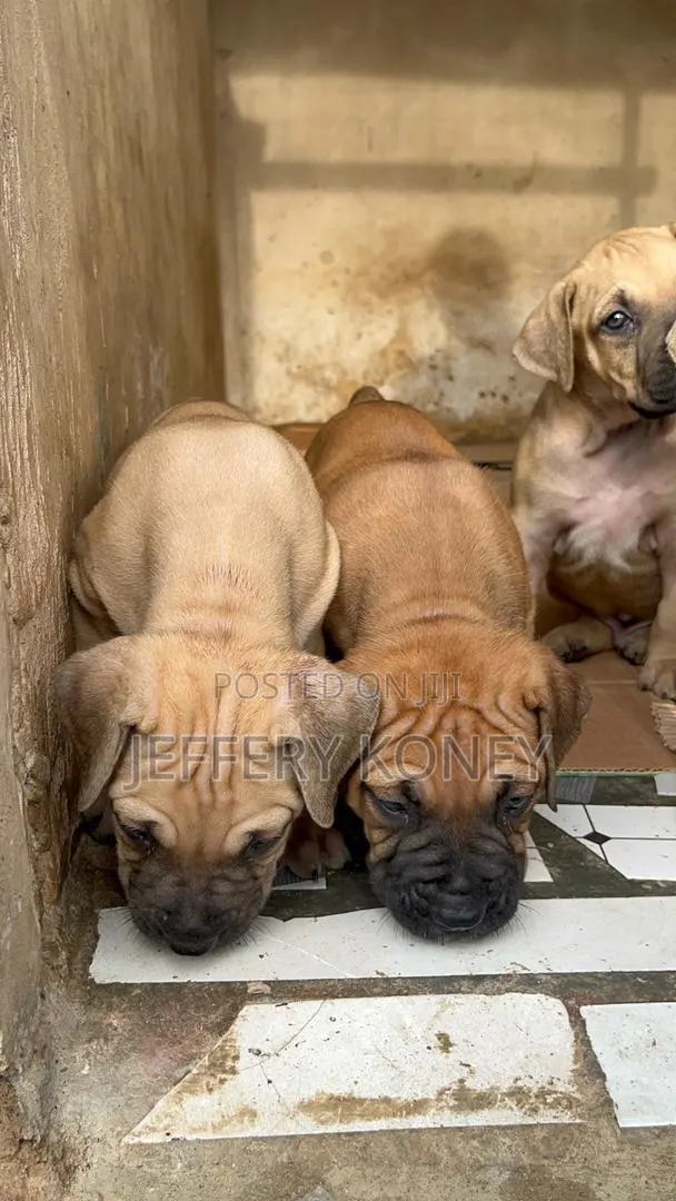 1-3 months Male Purebred Boerboel · Photo 1