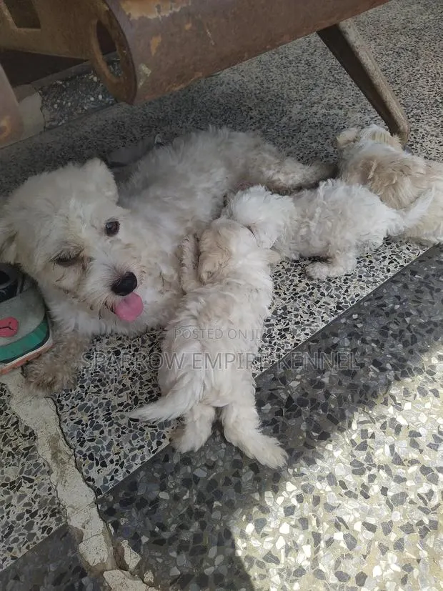 1-3 months Male Purebred Poodle · Photo 1