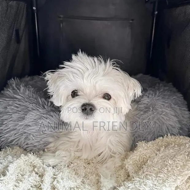 1-3 months Male Purebred Lhasa Apso · Photo 1