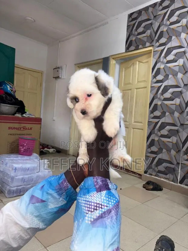 1-3 months Male Purebred Poodle · Photo 1
